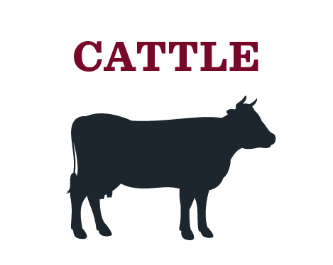 Cattle