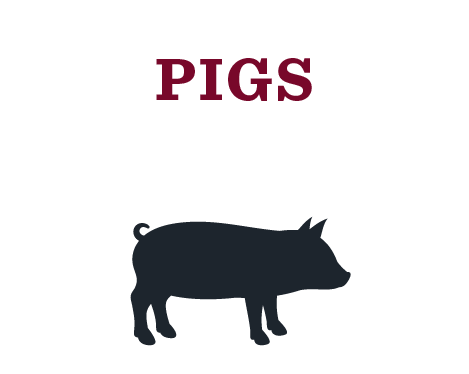 Pigs